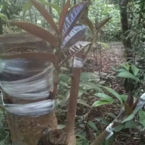 金花茶大小苗，30元起