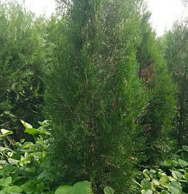 侧柏2米高脱腿30公分左右冠幅50公分数量4万棵