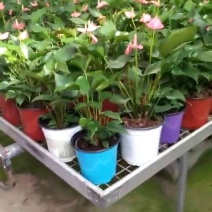 塑料花盆多色可选可定制