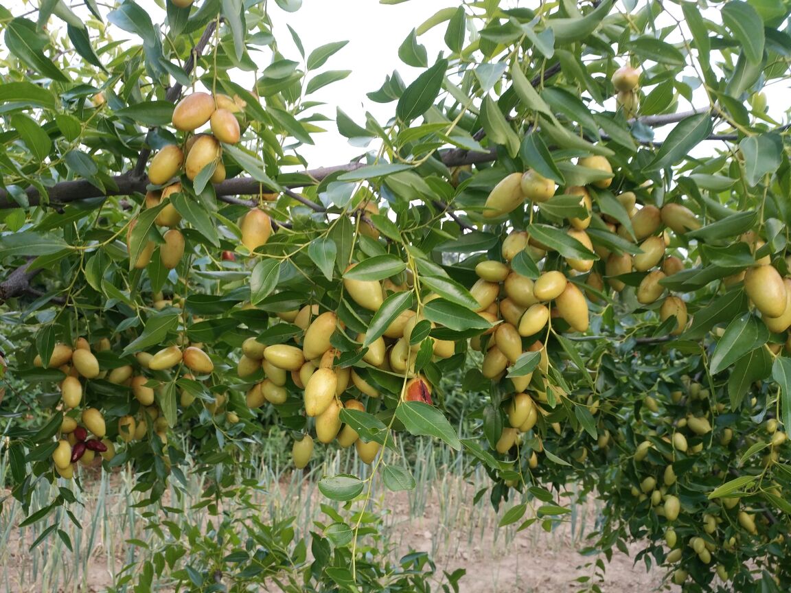 纪实场景摄影:河北沧州沧县崔尔庄镇枣园清晨采摘作业,5位农户身着蓝布工装,手持软质采果钳轻摘果柄,脚下竹编浅筐内盛满刚采下的圆枣,果实饱满圆润、果粉完整,背景为行距3m×2m的Y字形矮化密植枣树,地面铺设黑色滴灌带,远处可见现代化冷库入口标牌 沧州圆枣采摘现场:农民戴手套手工采摘,竹筐中堆满新鲜圆枣,果实表面覆有天然果粉,背景为整齐矮化枣园,行距清晰,滴灌带隐约可见