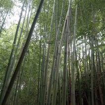 金竹