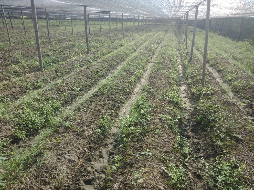 竹荪种基地菌床铺设现场