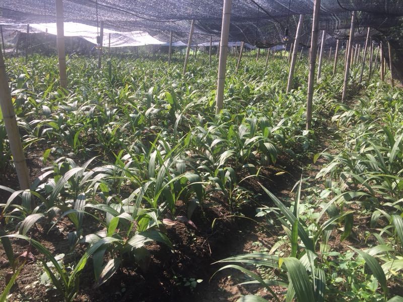 白菜种植示意图