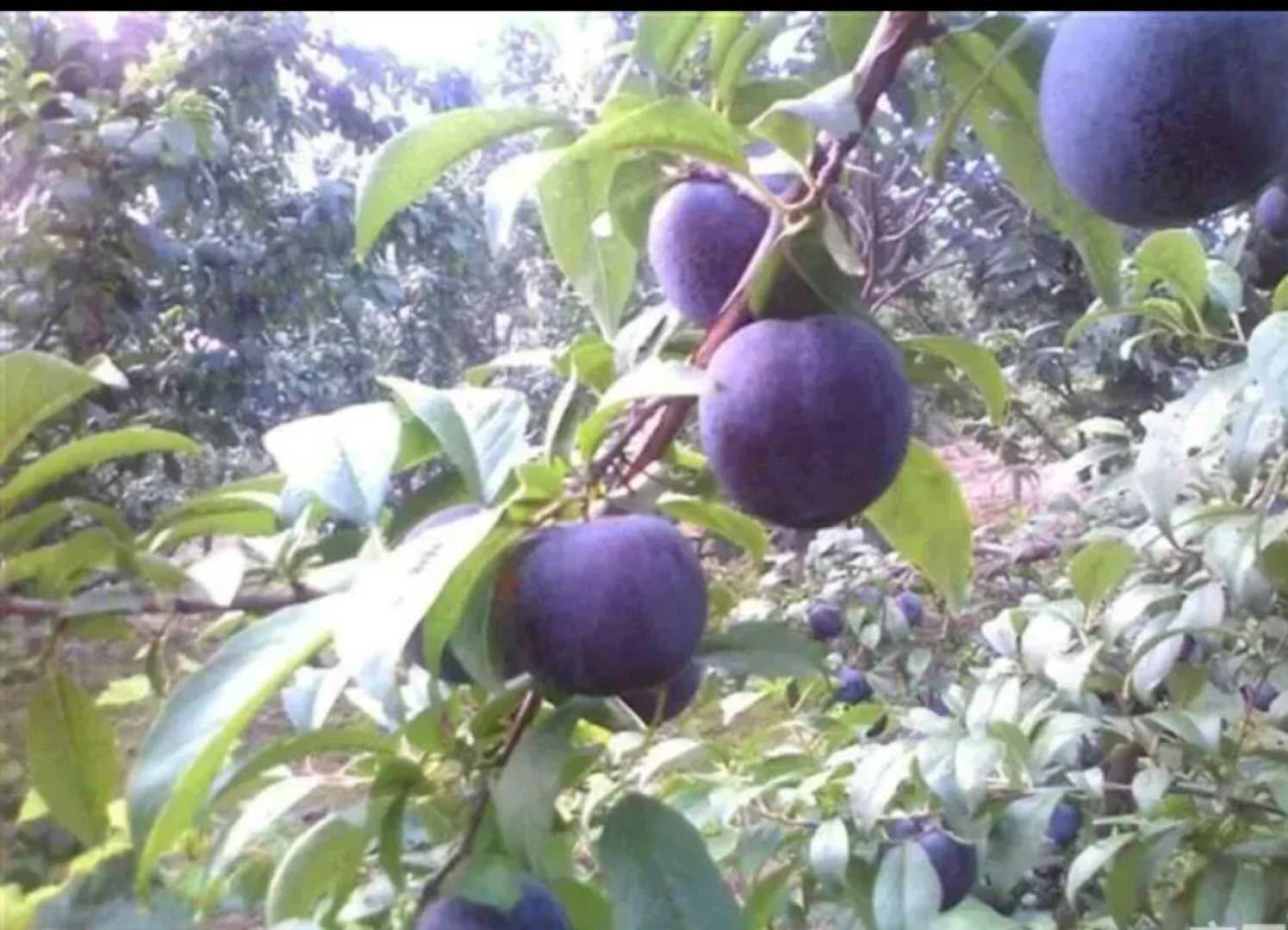 黑宝石李子果园实景图