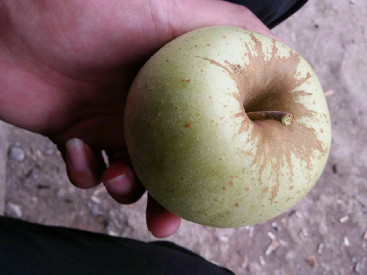 运动前准备阶段特写,人物手持新鲜青苹果(品种为澳洲Granny Smith),果肉呈现典型青绿色调,维管束清晰可见,表面覆薄层天然果粉,手腕佩戴智能运动手环显示心率数值 户外运动场景:年轻女性手持切半的青苹果,苹果切面泛青绿色光泽,背景为公园林荫道与运动手环特写