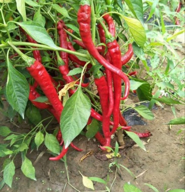 线椒1520厘米红微辣