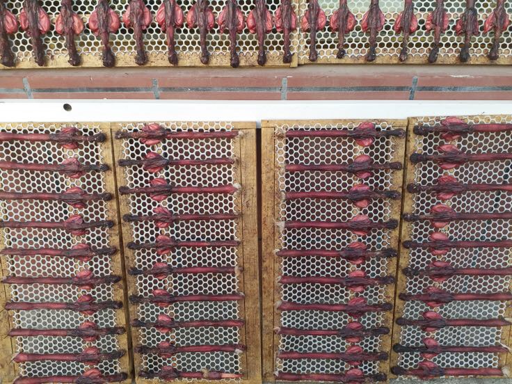 鹿鞭加工过程示意图