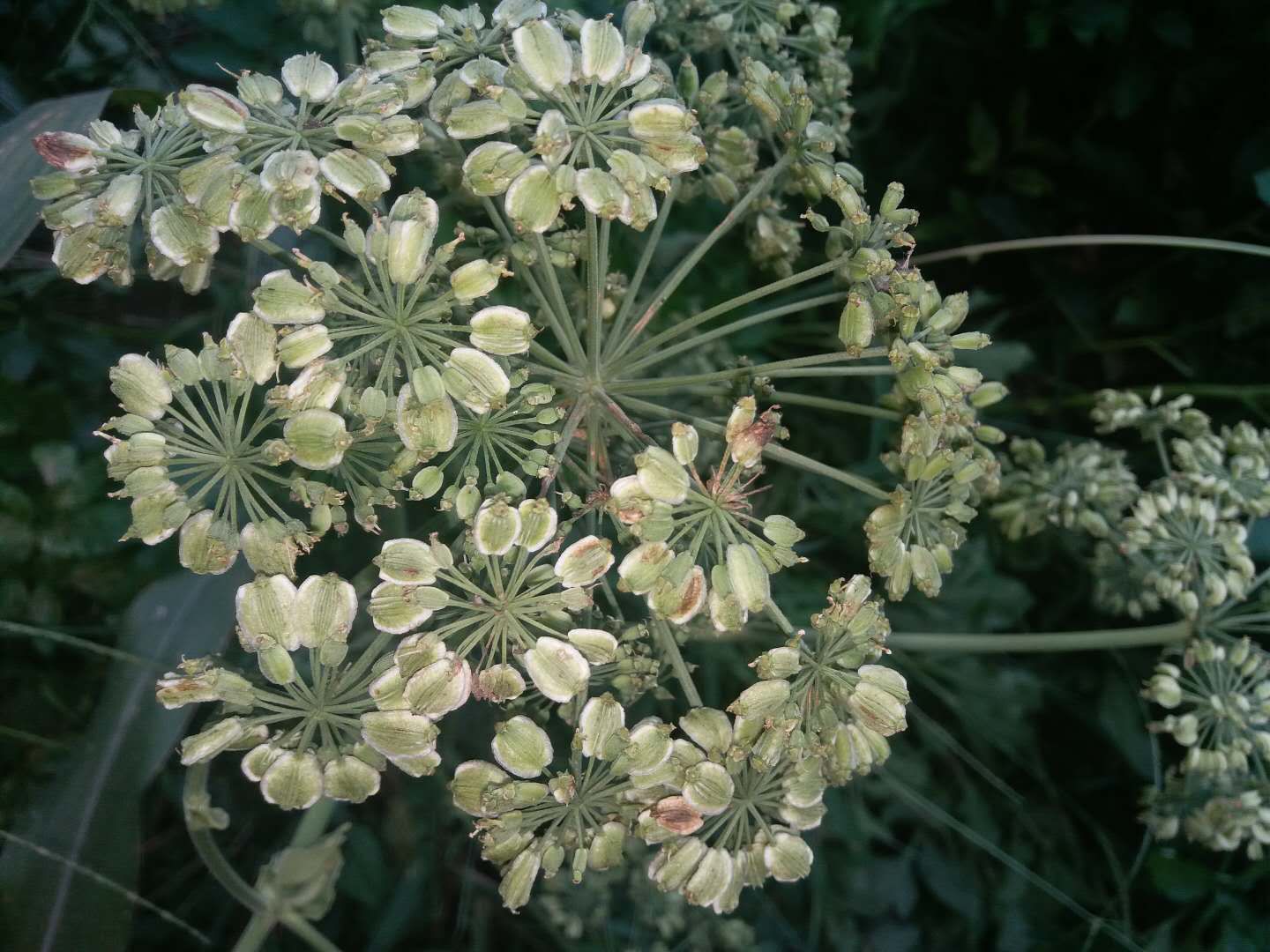 白芷花朵细节图