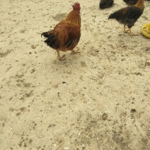 驴