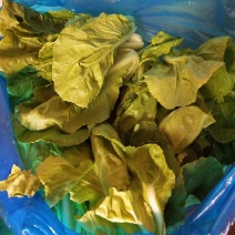 西南菜豆腐