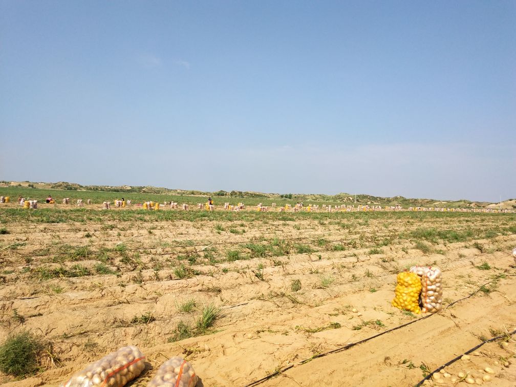 马铃薯品种226机械化收获现场图