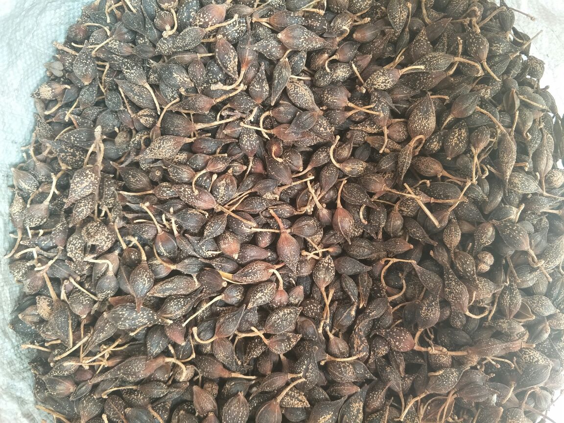 青翘种子商业化流通标准作业现场图,展现符合《中药材种子种苗通则》(T/CACM 1021-2019)要求的全过程质控体系,包括物理指标检测、生理指标验证与信息可追溯标识 青翘种子标准化包装与检测场景:透明PET瓶装精选青翘种子(约200粒),标签含批号、采收日期、发芽率(92.5%)、水分(9.3%)、产地溯源码;旁置电子天平、手持式种子活力测定仪及GB/T 3543.4-1995检测报告复印件