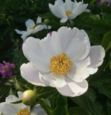 川赤芍苗 東北內蒙白花單片赤芍苗保質保量 品種純正