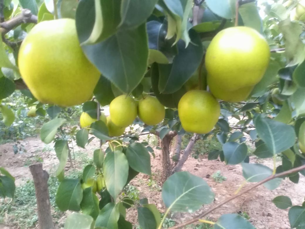 川北雪梨果园实景图