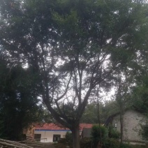 皂角树