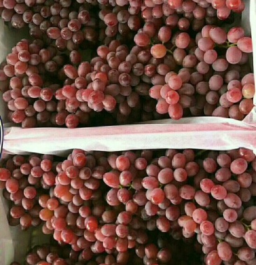 [红宝石葡萄批发]火焰无核葡萄价格2.20元/斤 - 一亩田