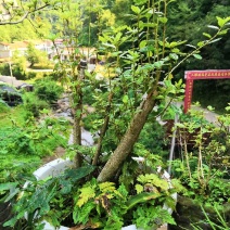 映山红国旗红下山桩