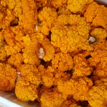金耳菌，黄耳，脑耳含有丰富的胶原蛋白，煮粥，煲糖水都可