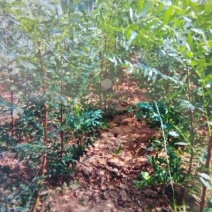供应文冠果一年苗，2年苗，杜松小苗，紫叶水蜡，红叶水蜡