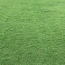 精品百慕达草皮大量现货🍀