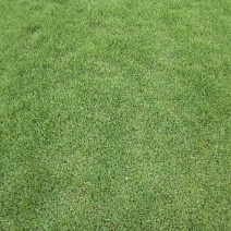 马尼拉草皮，大叶油草