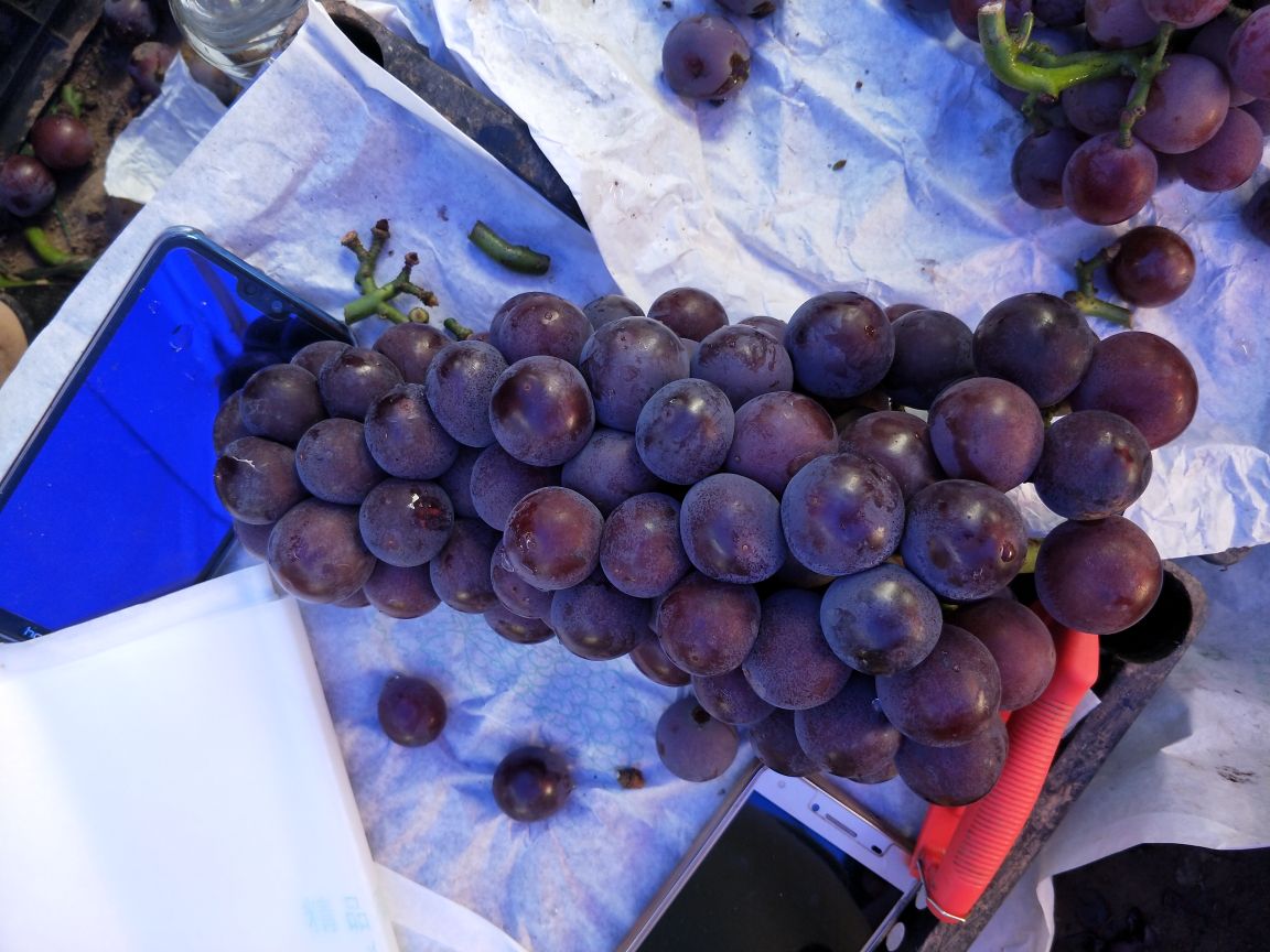 特写镜头拍摄的陕西户太八号葡萄果串,展示饱满圆润的紫黑色果粒,表面覆盖白色果粉,果梗翠绿坚韧,背景虚化的果园环境显示为晴朗天气下的标准化种植园 户太八号葡萄特写
