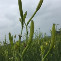 黄花菜种苗10~20cm