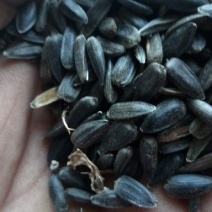 油葵籽菜籽，油料，谷子等。