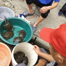 野生鳖