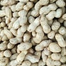 【鲁花优质花生】商丘无雨，干花生全国可发，支持视频看货