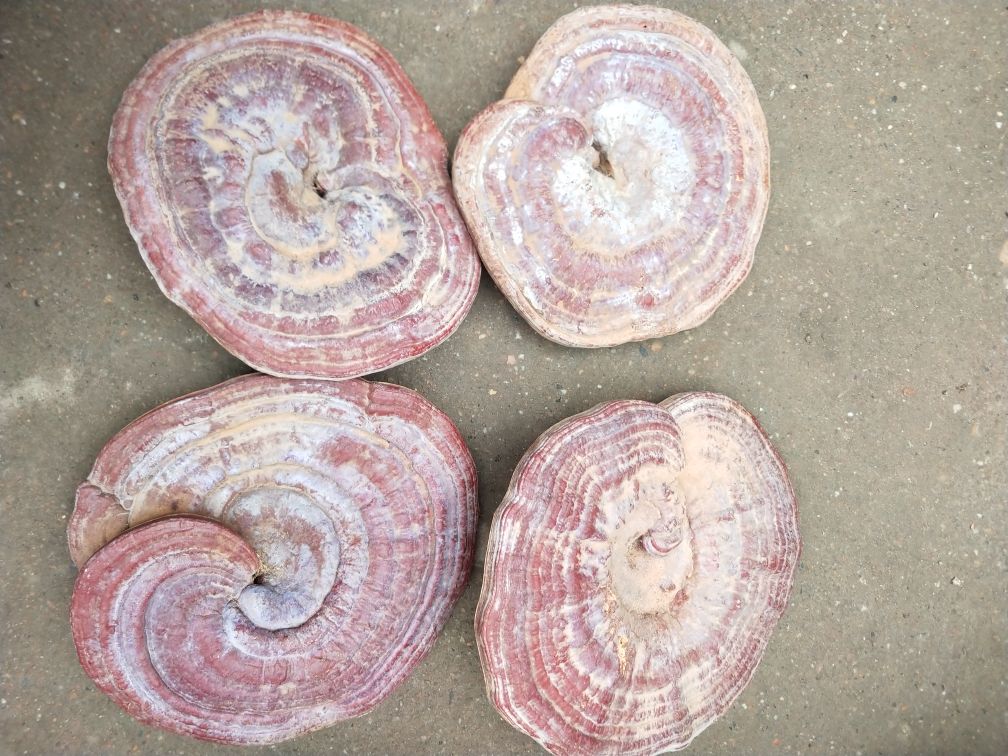 赤灵芝与紫灵芝对比图