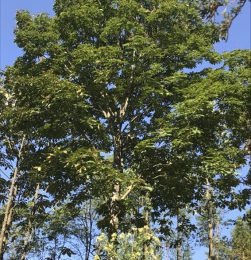 [梭罗果批发]梭罗果 价格50.00元/斤 - 一亩田