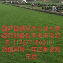 绿化草皮