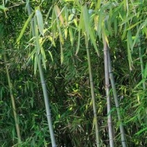 我有大量的新鲜竹子需要出售