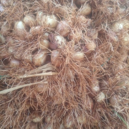 西昌小香葱产地行情