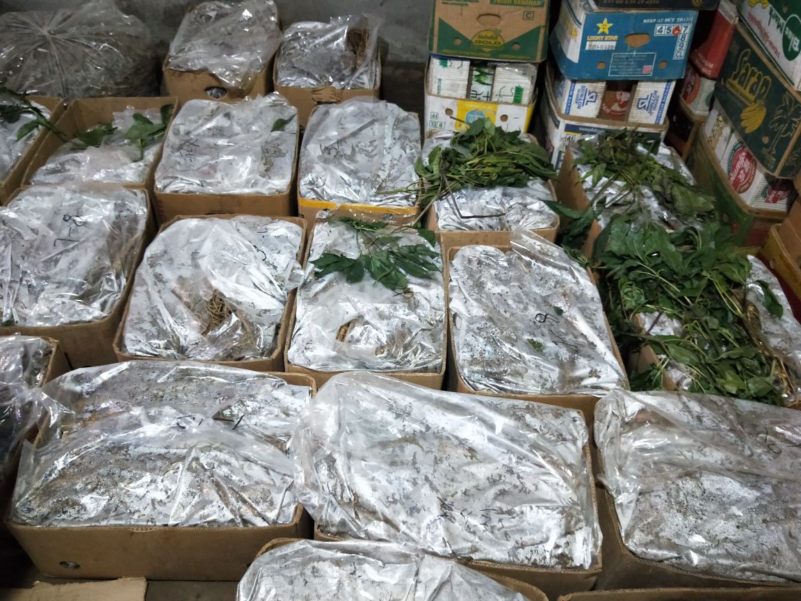 人参冷藏示意图