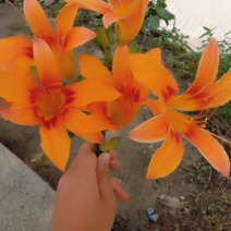 黄花菜苗萱草苗黄花菜苗观赏四季种植苗庭院阳台盆地栽南