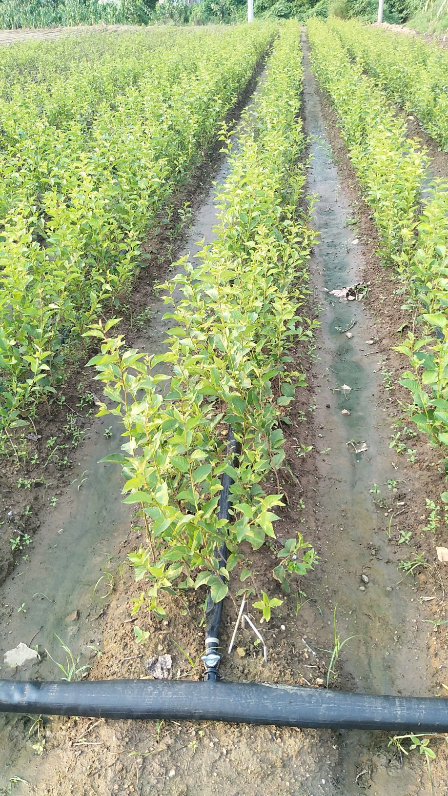 吉塞拉樱桃苗砧木批发价格 矮化樱桃苗基地直供