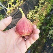 新鲜无花果