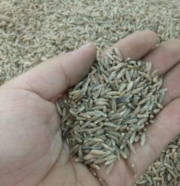 冬牧70黑麦草种子高产出芽率高10斤亩