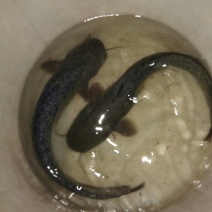 大口鲶鱼，