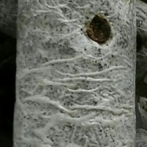 菌棒