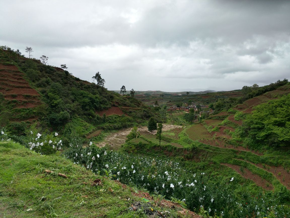 会理石榴种植园航拍全景