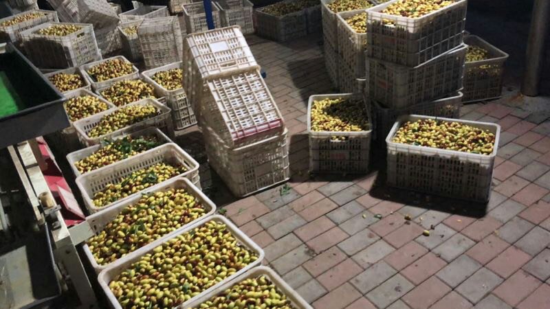 农户在枣园手工采摘骏枣场景