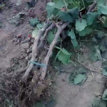 葡萄树，选择我，错不了