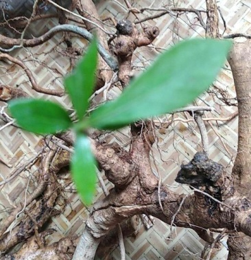 [其它批发]王果根价格60.00元/斤 - 一亩田