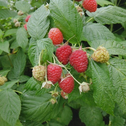 树莓苗价格行情_今日树莓苗价格多少钱一斤 _ 一亩田