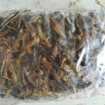 蝗虫