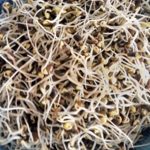 豆苗专用育苗盘