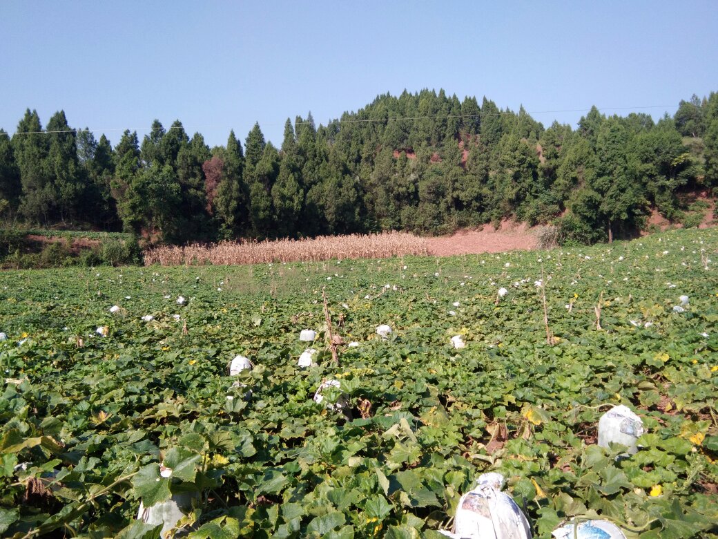 农村晾晒场地全景图